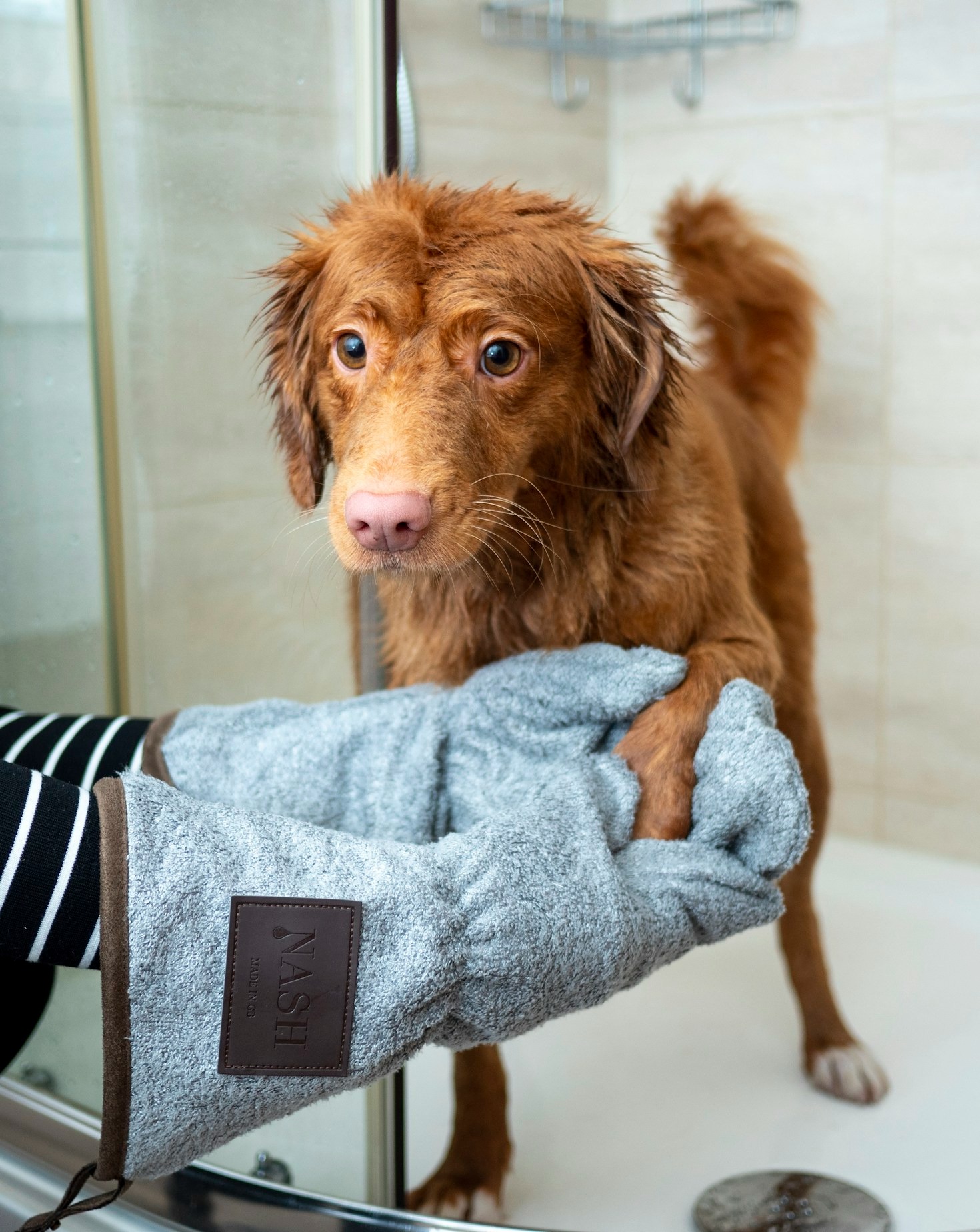 How to Prepare Your Pet for Grooming