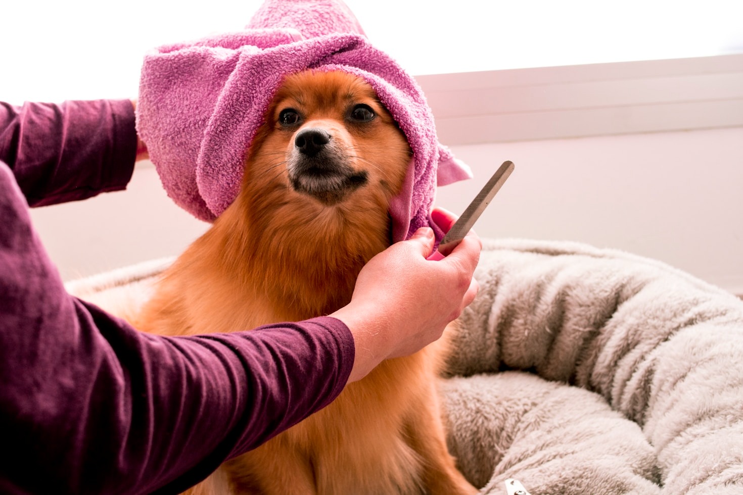 Creating a Stress-Free Grooming Routine