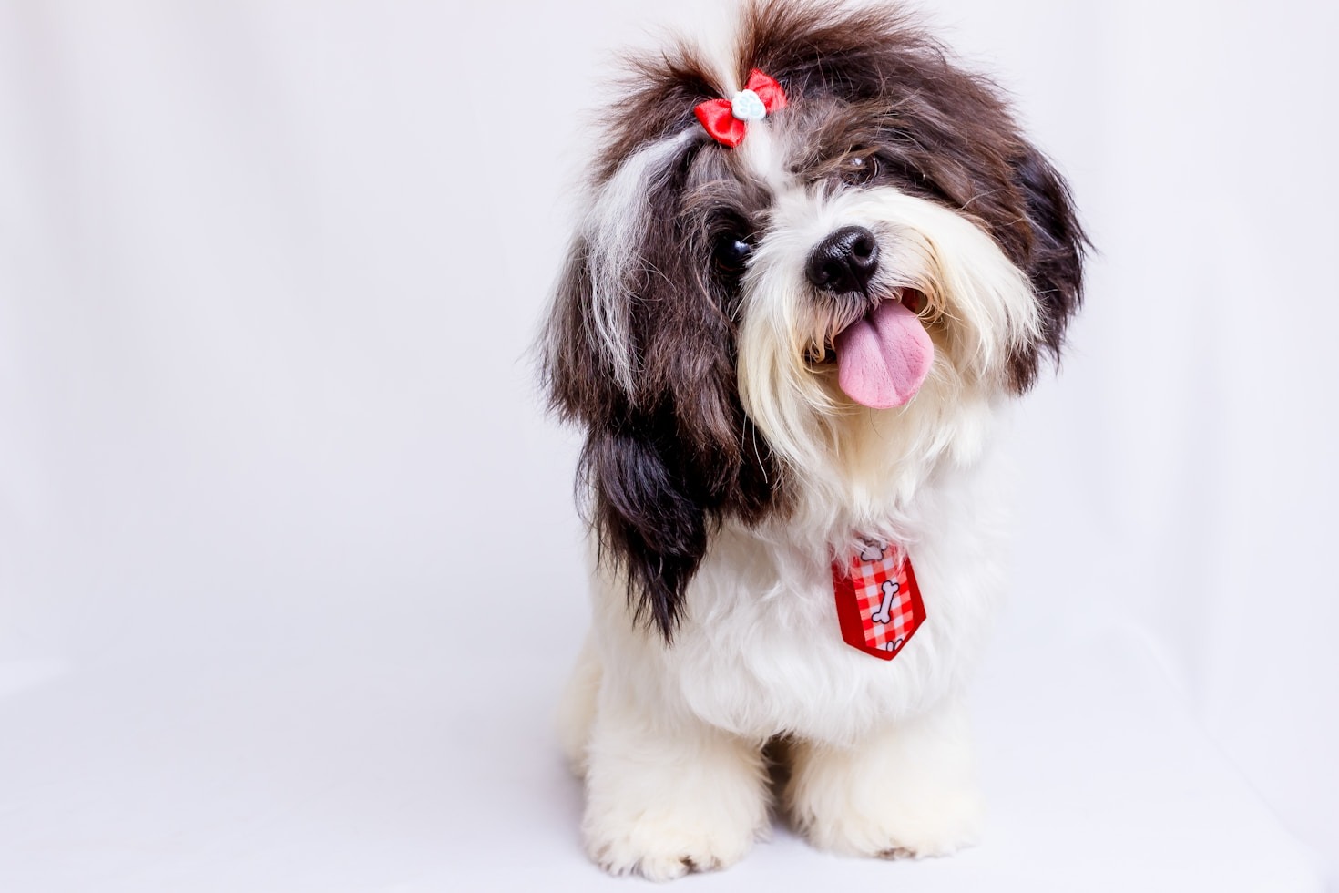 Everything You Need to Know About Pet Grooming Packages